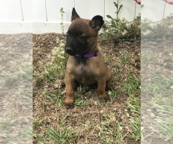 Medium Photo #4 Belgian Malinois Puppy For Sale in WAYCROSS, GA, USA