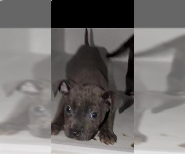 Medium Photo #1 Labrador Retriever-Unknown Mix Puppy For Sale in Houston, TX, USA