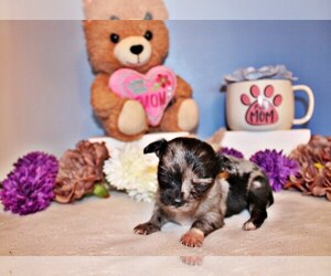 Chihuahua Litter for sale in CHARLESTON, AR, USA