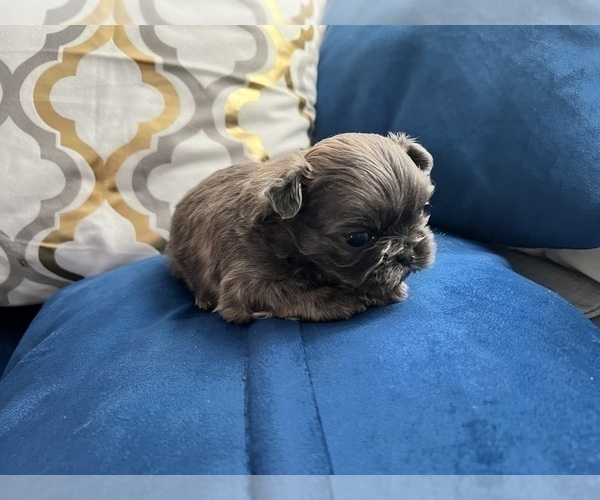 Medium Photo #6 Shih Tzu Puppy For Sale in HAYWARD, CA, USA