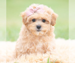 Puppy Cookie F1 Maltipoo (Miniature)