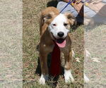Small #2 Argentinian Mastiff-Great Pyrenees Mix