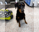 Small Photo #5 Doberman Pinscher Puppy For Sale in Buffalo, MN, USA