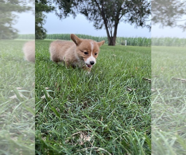 Medium Photo #13 Pembroke Welsh Corgi Puppy For Sale in MILFORD, IN, USA