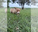 Small Photo #13 Pembroke Welsh Corgi Puppy For Sale in MILFORD, IN, USA