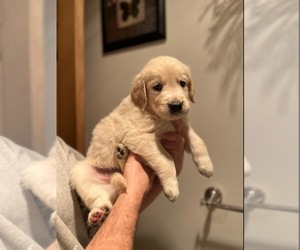Golden Retriever Puppy for sale in JOHNSTOWN, PA, USA