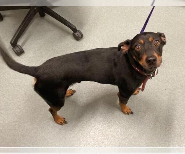 Medium Photo #1 Chihuahua-Unknown Mix Puppy For Sale in Baytown, TX, USA