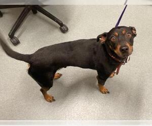 Chihuahua-Unknown Mix Dogs for adoption in Baytown, TX, USA