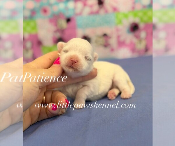 Medium Photo #1 Maltese Puppy For Sale in WINNSBORO, LA, USA