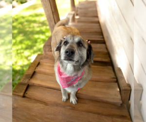 Great Pyrenees-Unknown Mix Dogs for adoption in Vail, AZ, USA