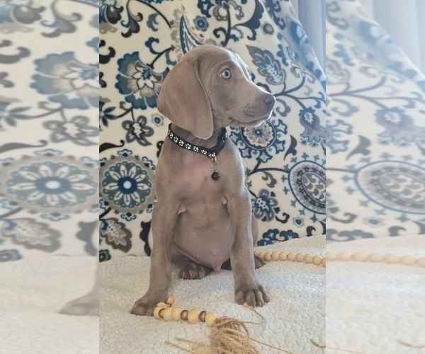 Medium Photo #3 Weimaraner Puppy For Sale in LEWISBURG, KY, USA