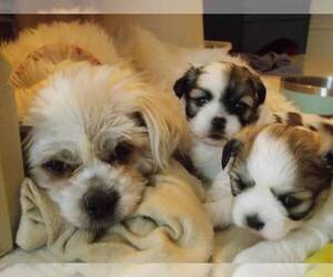 Shih Tzu Puppy for sale in MERIDIAN, ID, USA