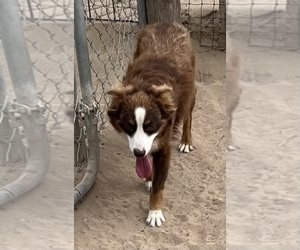 Miniature Australian Shepherd Puppy for sale in FORT MORGAN, CO, USA
