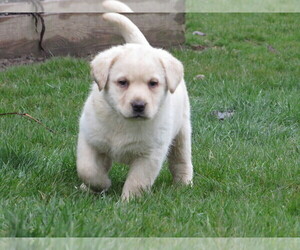 Labrador Retriever Puppy for sale in LOUDONVILLE, OH, USA