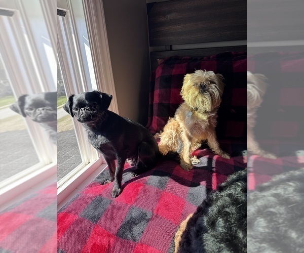 Medium Photo #1 Brussels Griffon Puppy For Sale in LOUISVILLE, KY, USA