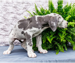 Small #4 Great Dane