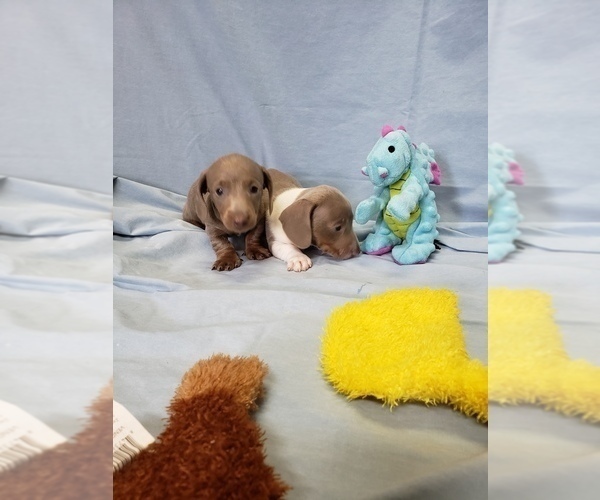 Medium Photo #2 Dachshund Puppy For Sale in RICHMOND, TX, USA
