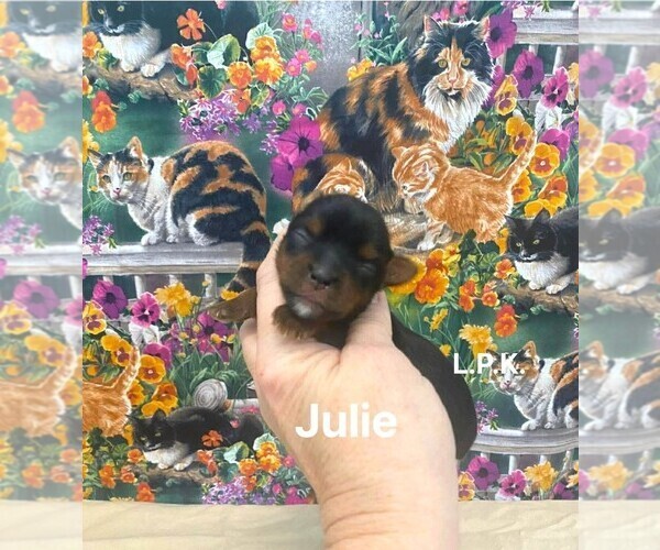 Medium Photo #1 Yorkshire Terrier Puppy For Sale in WINNSBORO, LA, USA