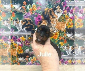 Yorkshire Terrier Puppy for sale in WINNSBORO, LA, USA