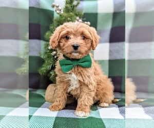 Cavapoo Puppy for sale in QUARRYVILLE, PA, USA