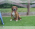 Small #2 Beagle Mix