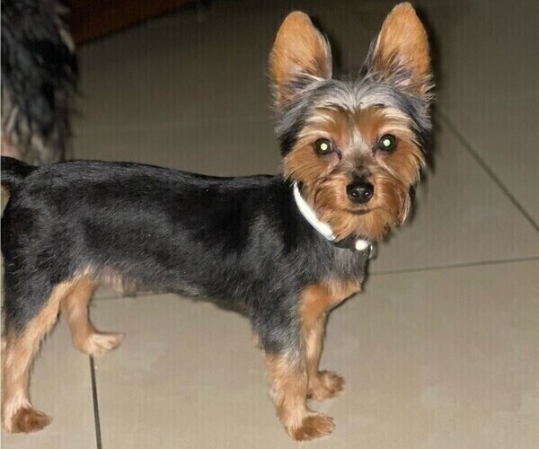 Medium Photo #1 Yorkshire Terrier Puppy For Sale in MERCED, CA, USA