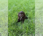 Small #1 Cocker Spaniel