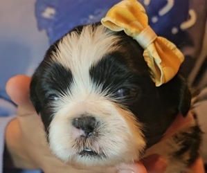 Shih Tzu Puppy for sale in EL PASO, TX, USA