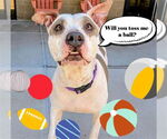 Small American Pit Bull Terrier
