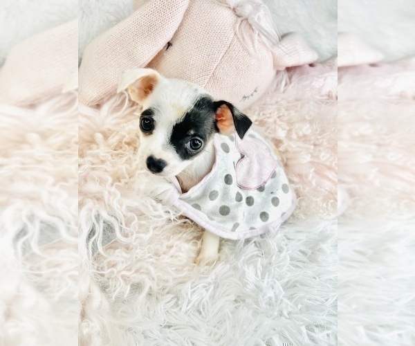 Medium Photo #2 Chihuahua Puppy For Sale in BOSTON, MA, USA