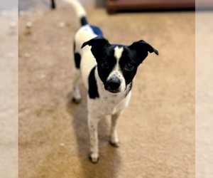 Chihuahua Mix Dog for Adoption in Vail, Arizona USA