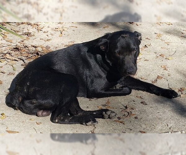 Medium Photo #1 Labrador Retriever-Unknown Mix Puppy For Sale in Conroe, TX, USA
