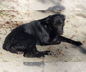 Labrador Retriever-Unknown Mix Dogs for adoption in Conroe, TX, USA