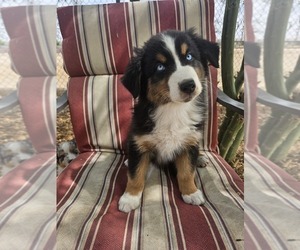 Australian Shepherd Puppy for sale in PHOENIX, AZ, USA