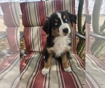 Small Australian Shepherd