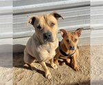 Small #3 Mountain Cur Mix