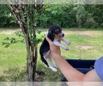 Puppy Oscar Beagle