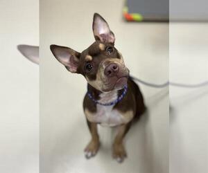 Mutt Dogs for adoption in Center Township, PA, USA
