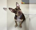 SCARLETT - Female Mutt Dog for Adoption - Small photo