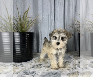 Schnauzer (Miniature) Puppy for sale in GREENWOOD, IN, USA