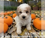 Litter of 7 - Male(s) and Female(s) Goldendoodle (Miniature)Litter of Puppies for Sale - Photo #7