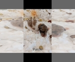 Small Photo #9 Poodle (Standard) Puppy For Sale in RISING SUN, MD, USA