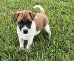 Puppy Max Jack Russell Terrier