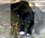 Puppy Athens Boxer