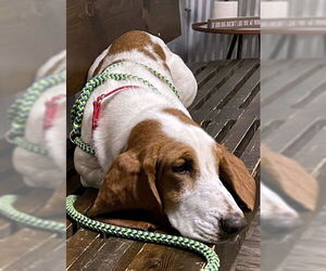 Basset Hound Dogs for adoption in Deepwater, NJ, USA