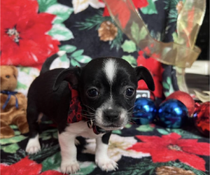 Chihuahua-Unknown Mix Puppy for sale in ATLANTA, GA, USA