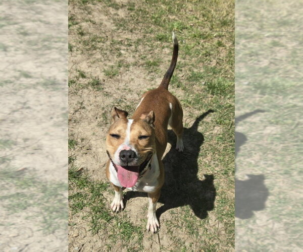 Medium Photo #5 Jack Russell Terrier-Unknown Mix Puppy For Sale in Glen Allen, VA, USA