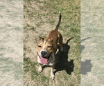Small #4 Jack Russell Terrier Mix