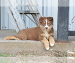 Small Photo #4 Miniature Australian Shepherd Puppy For Sale in STEPHENVILLE, TX, USA