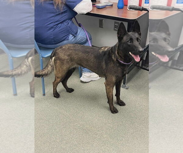 Medium Photo #4 Mutt Puppy For Sale in Imlay City, MI, USA